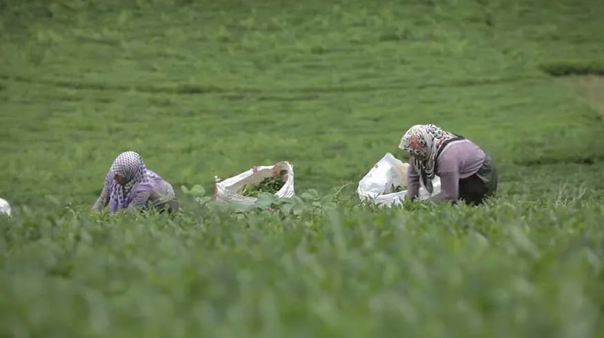 Lipton & NatGeo. "Mikro Belgesel" film prodüksiyonu